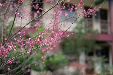 梅花