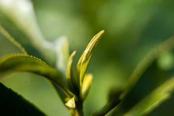 茶葉樹(shù)