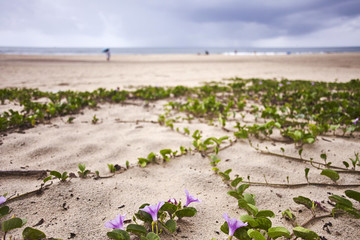海邊沙灘上盛開(kāi)的野花