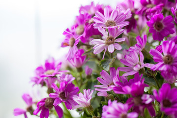 雛菊背景特寫(xiě)