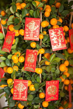 年桔樹(shù)上掛紅包