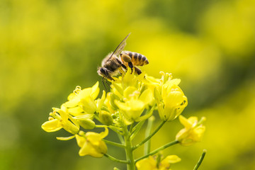 蜜蜂