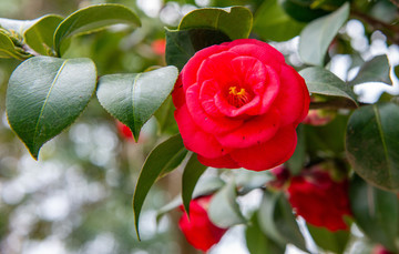 山茶花