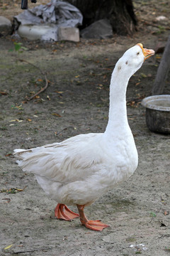大鵝