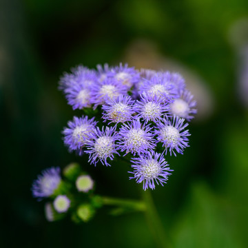 春天藍(lán)色小花