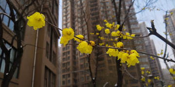 臘梅花
