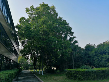 老舊建筑物后的綠地