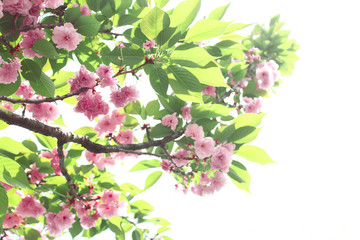 櫻花