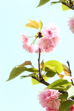 櫻花