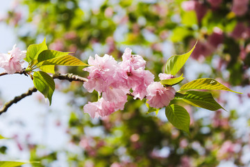 櫻花