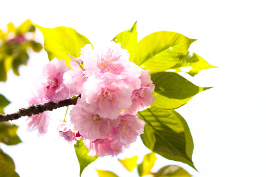 櫻花