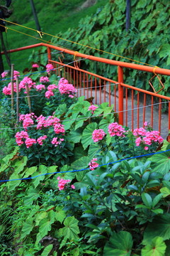 廬山風(fēng)光