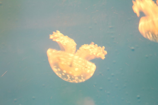 水母