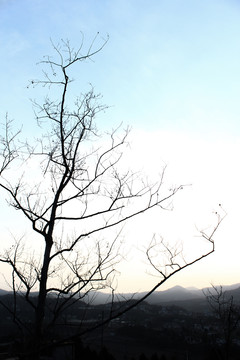 樹枝