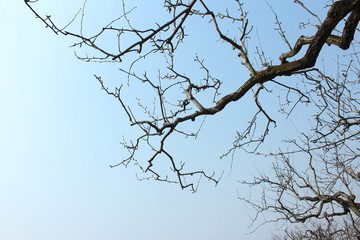 樹(shù)枝