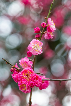 梅花