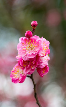 梅花