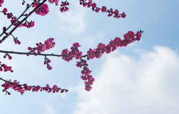 梅花