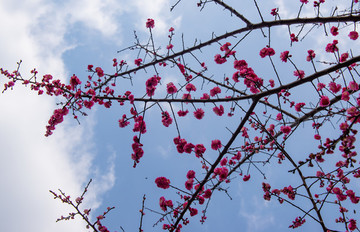 梅花