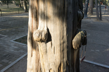 柏樹榴