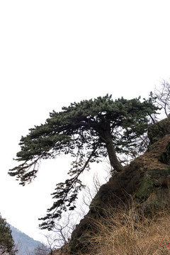 黃山松