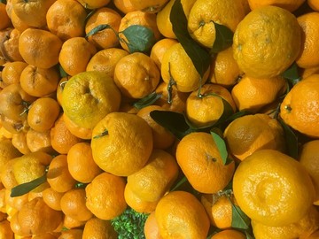 丑橘