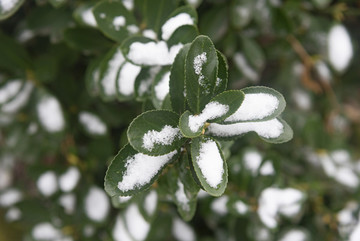 帶雪的樹葉