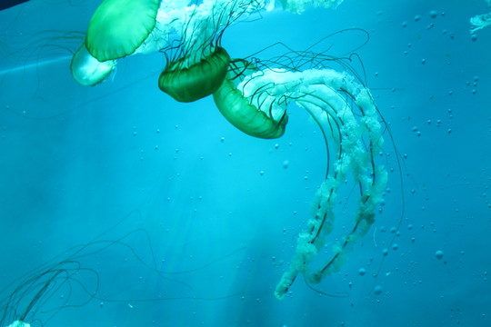 水母