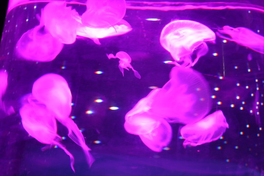 水母