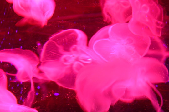 水母