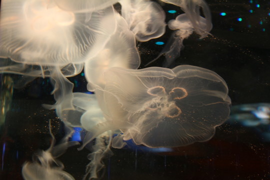 水母