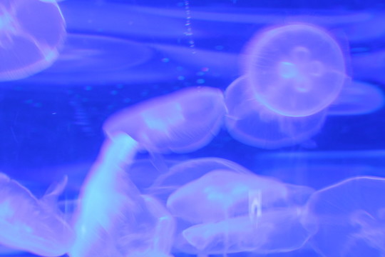水母