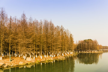 水杉樹林