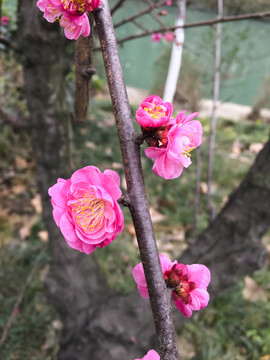 紅梅花