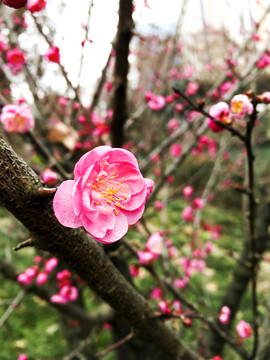 紅梅花