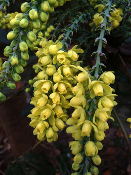 黃秧木花