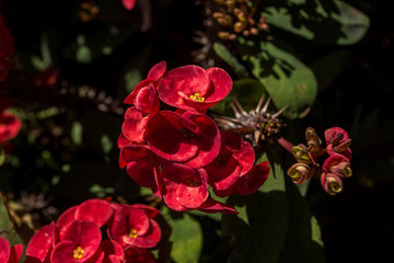紅花