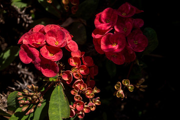 紅花