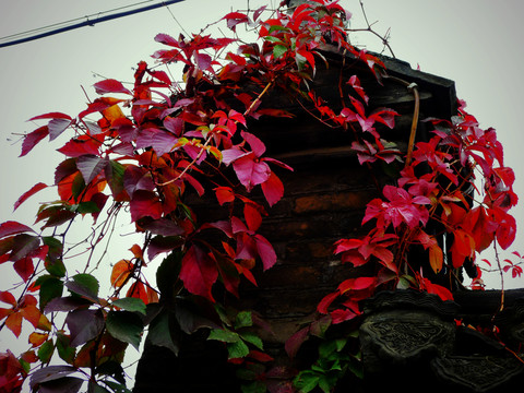 紅葉