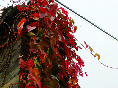 紅葉