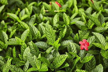 碧綠的葉子與火紅的花朵