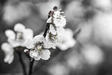 花卉