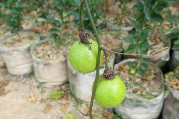 百香果