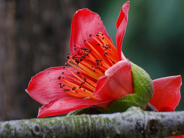 紅棉
