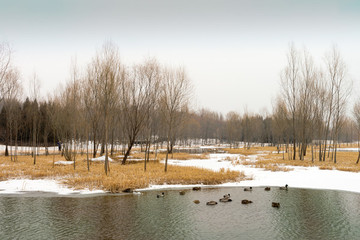 奧林匹克森林公園
