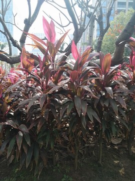 花卉