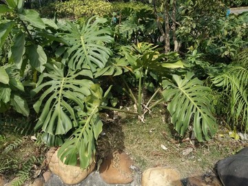 花卉