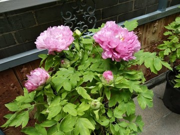 花卉