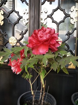 月季花