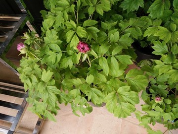 月季花